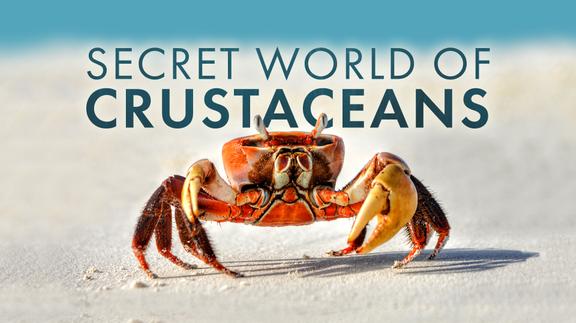 Secret World of Crustaceans