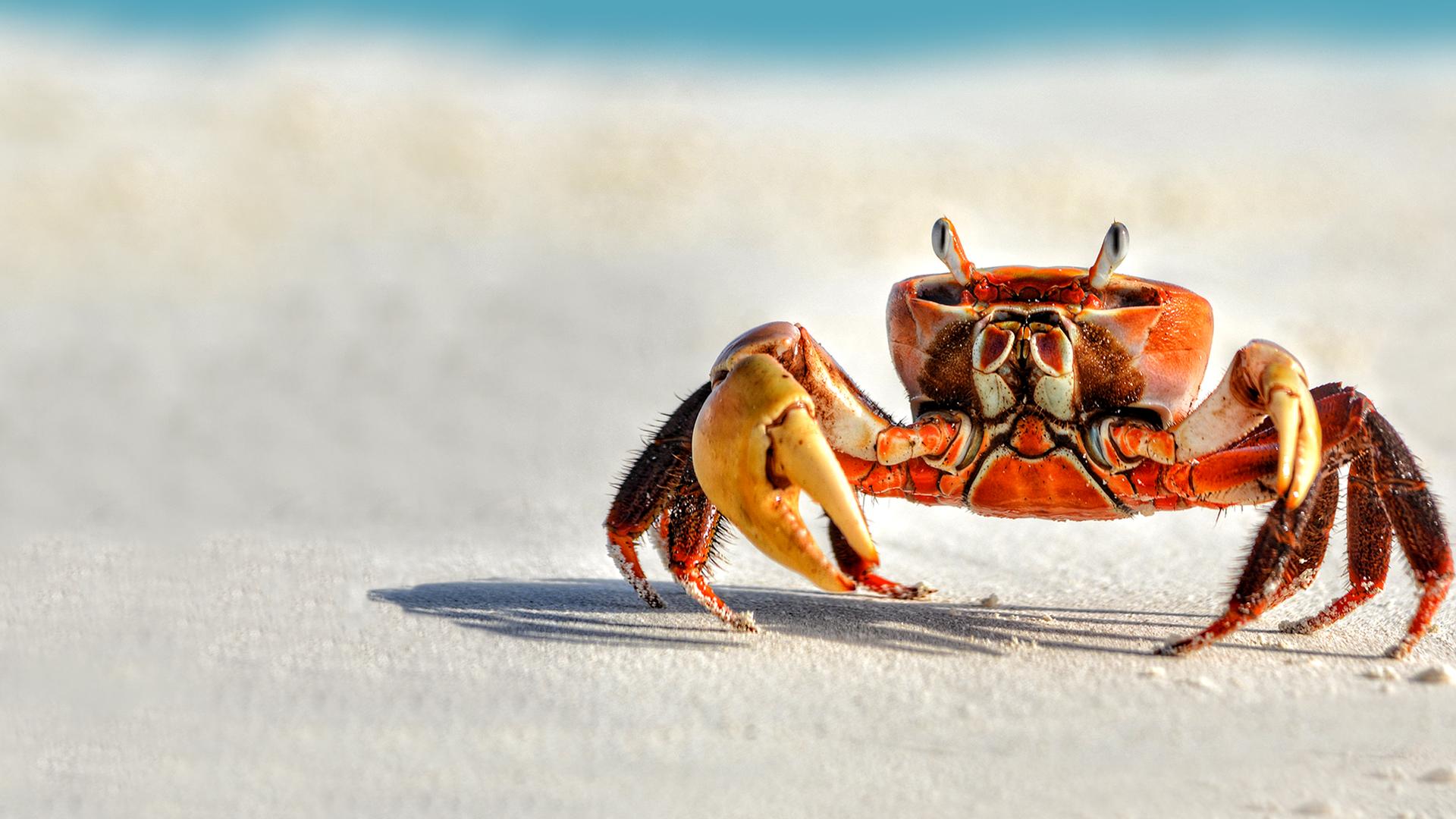 Secret World of Crustaceans