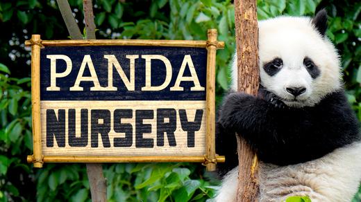 Panda Nursery 4K