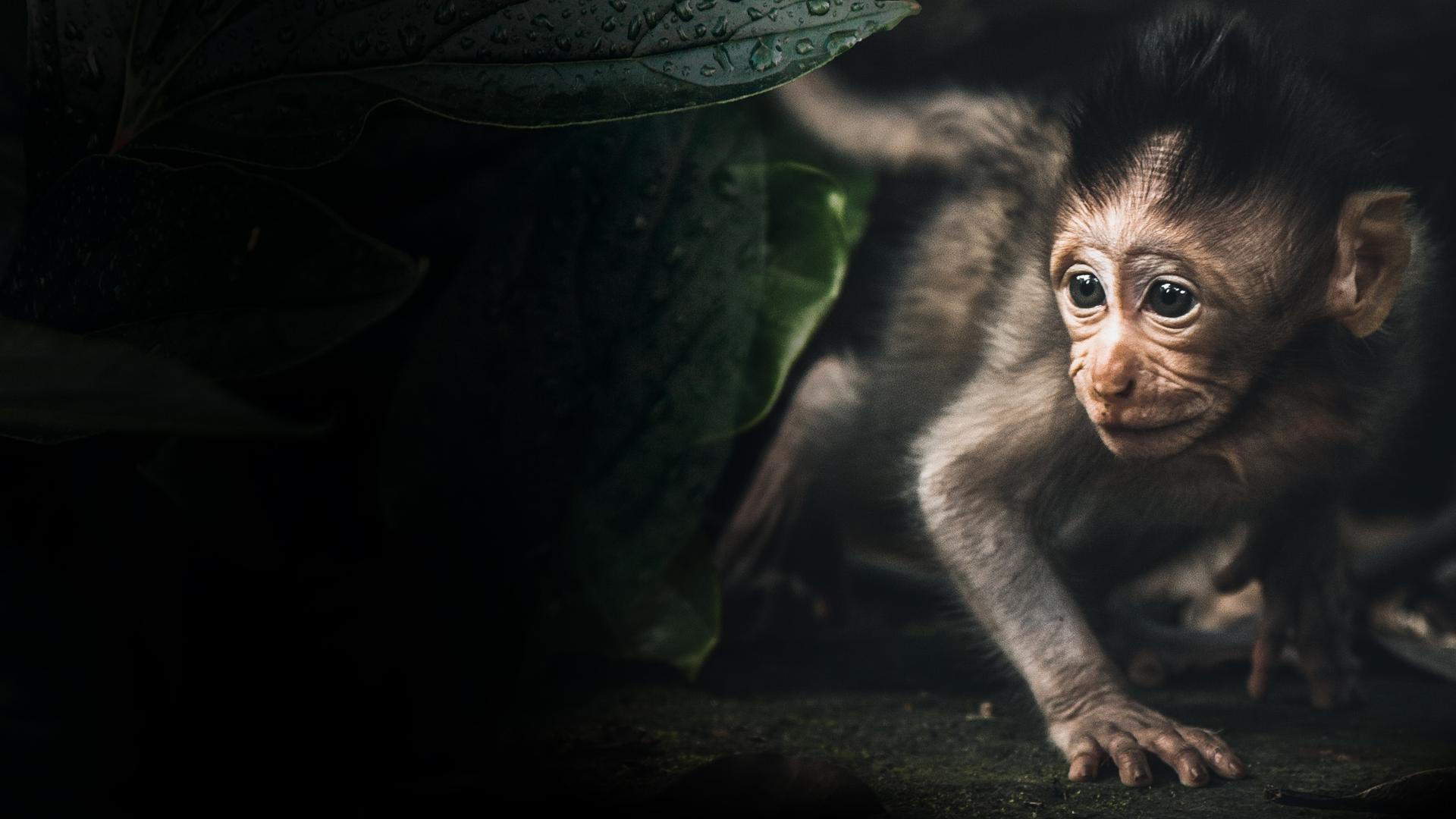 Uganda Through the Eyes of a Chimp 4K