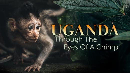 Uganda Through the Eyes of a Chimp 4K