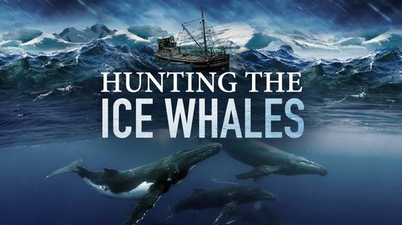 Hunting the Ice Whales