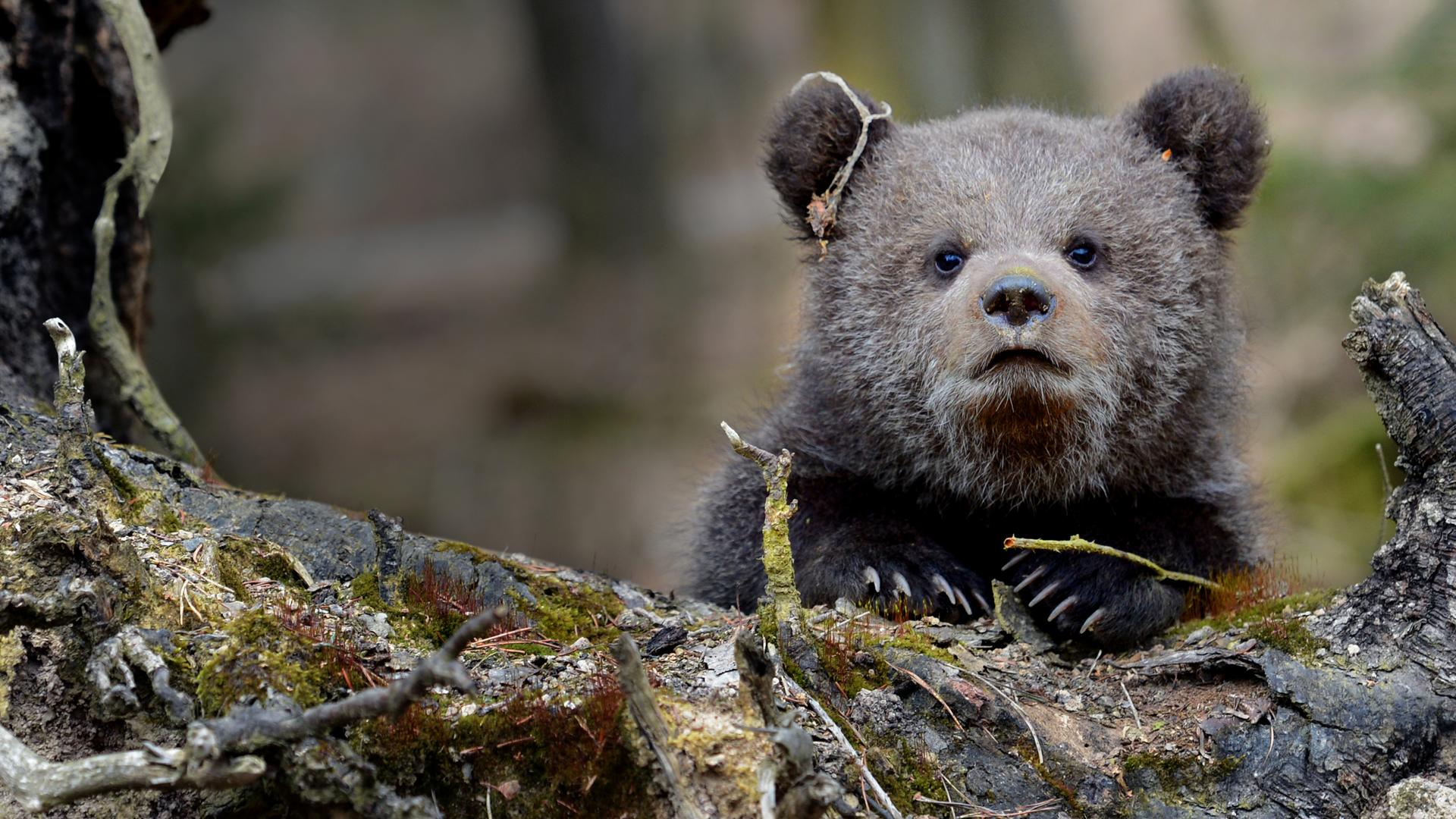 Beary Tales 4K