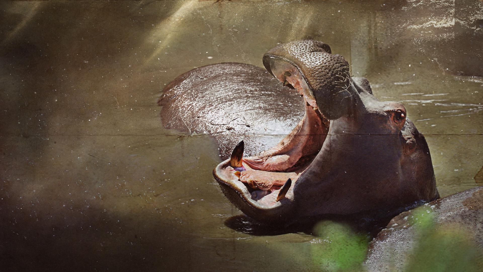 Hippo Hell