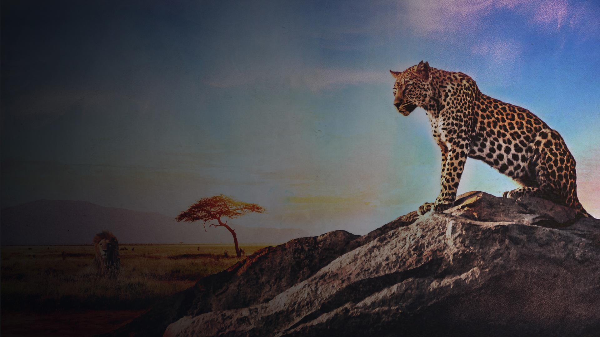 The Predators of Africa