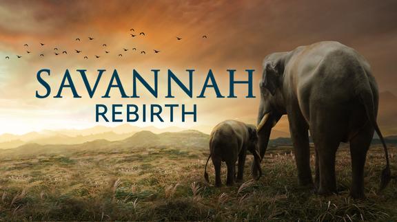 Savannah Rebirth