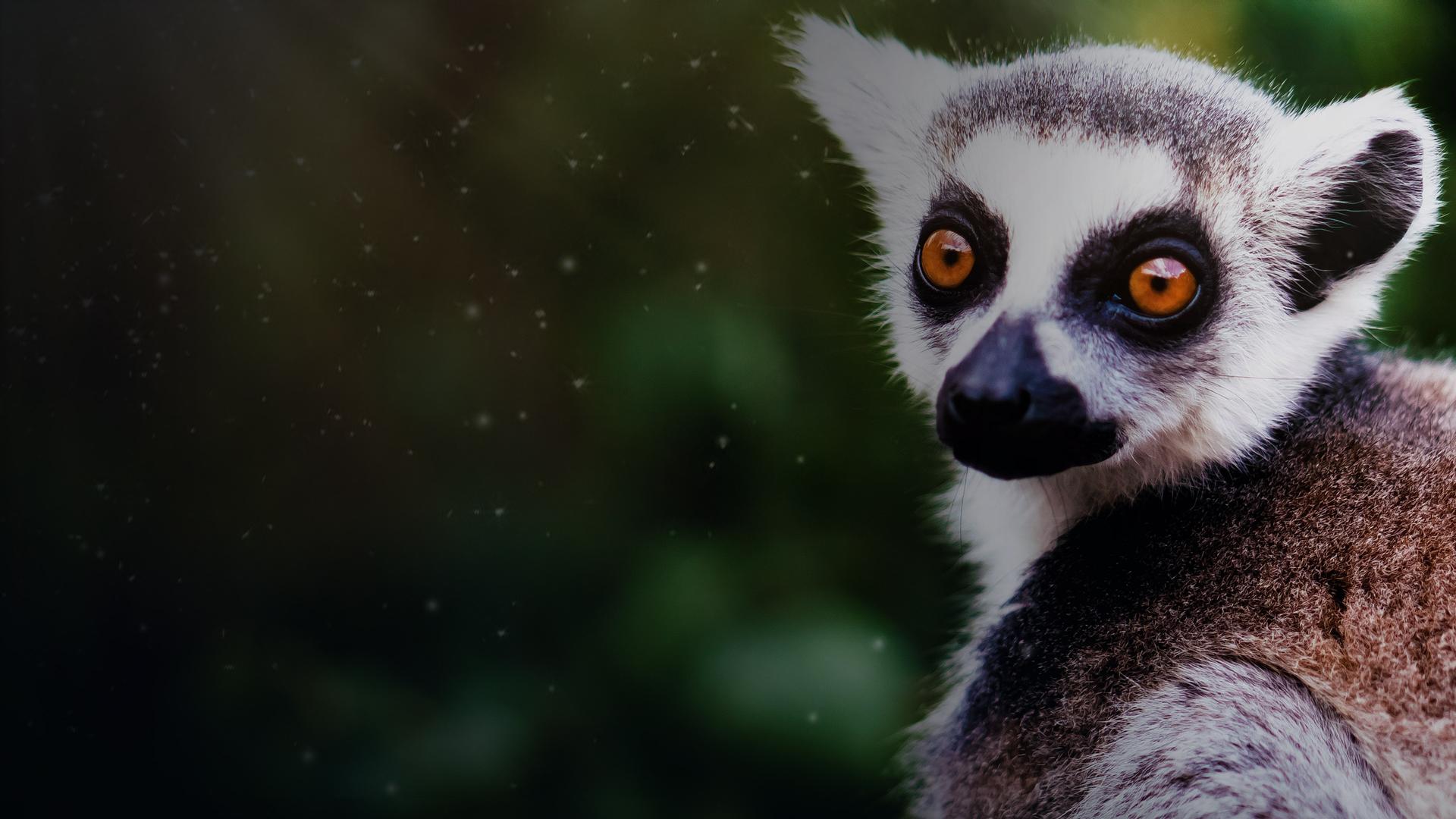 Madagascar's Legendary Lemurs