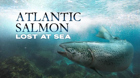 Atlantic Salmon: Lost at Sea