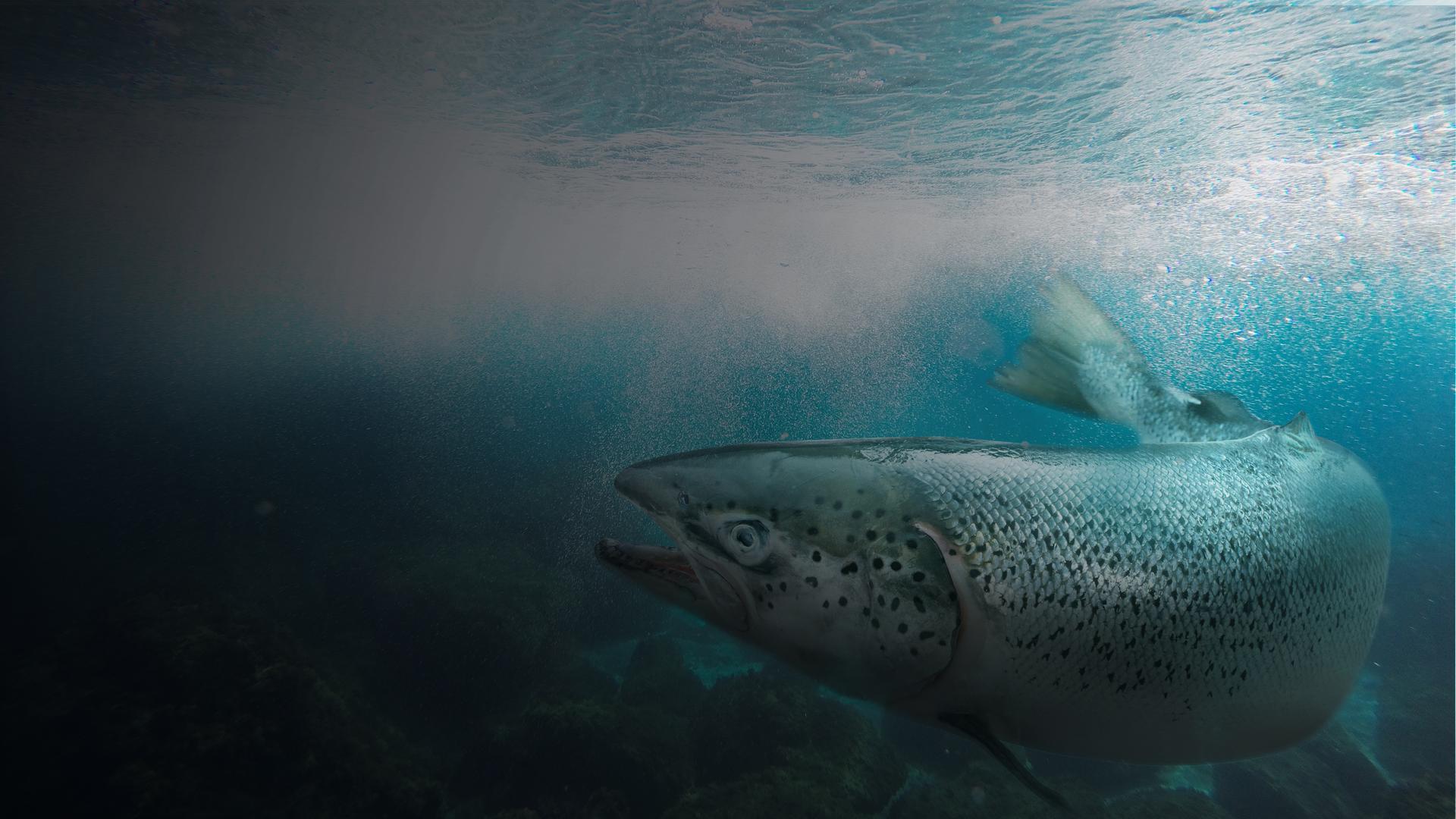 Atlantic Salmon: Lost at Sea