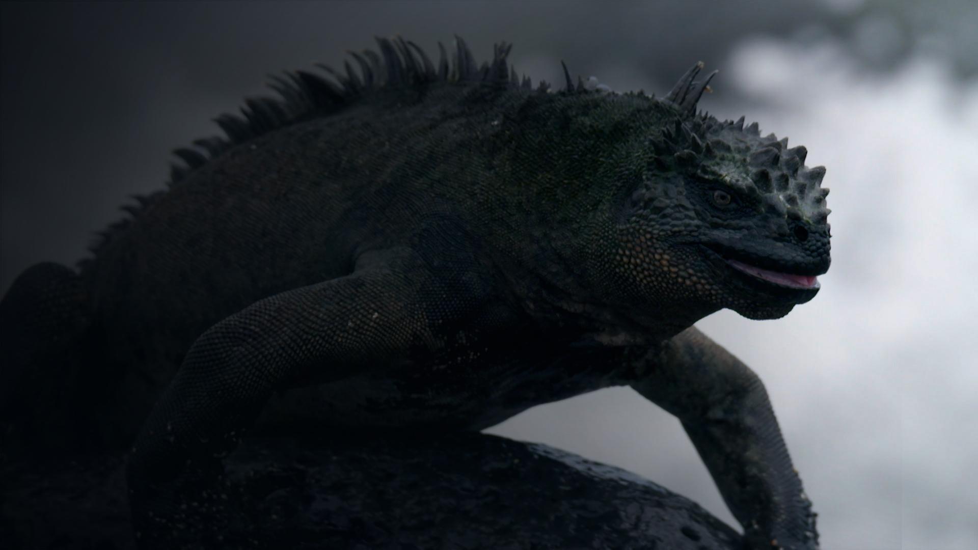 Vanishing Dragons of the Galapagos 4K