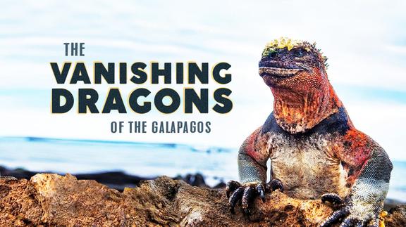Vanishing Dragons of the Galapagos 4K