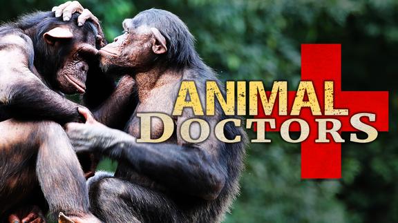 Animal Doctors