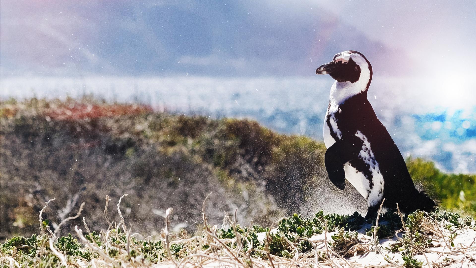 Penguins: The African Chaplin