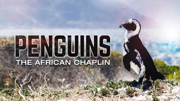 Penguins: The African Chaplin