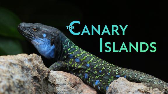 The Canary Islands