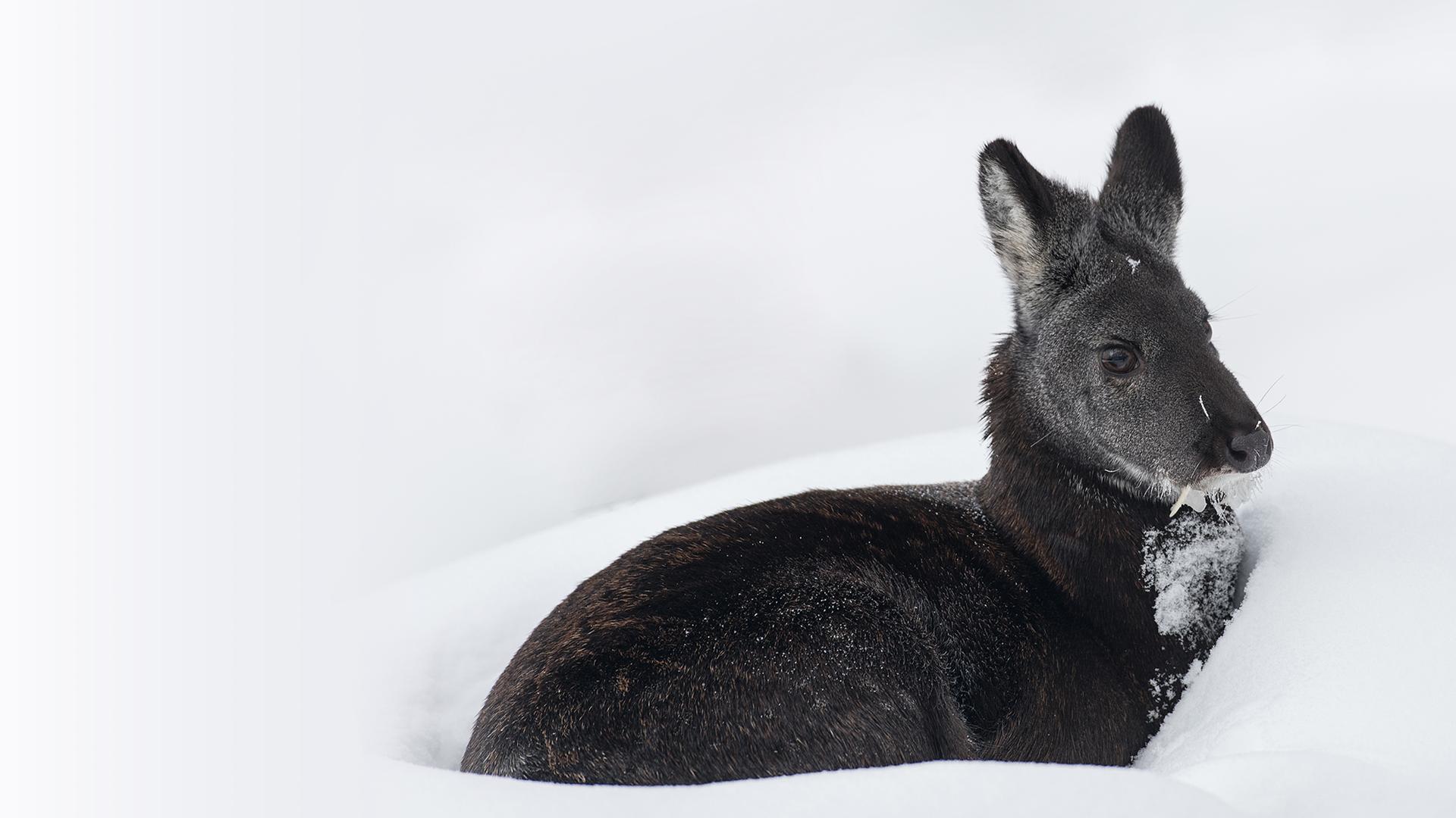 Strange Creatures of the Arctic