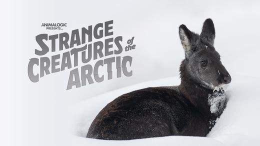 Strange Creatures of the Arctic