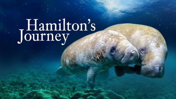 Hamilton's Journey