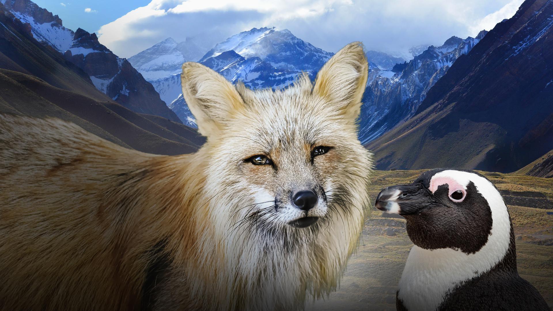 Wild Faces of the Andes