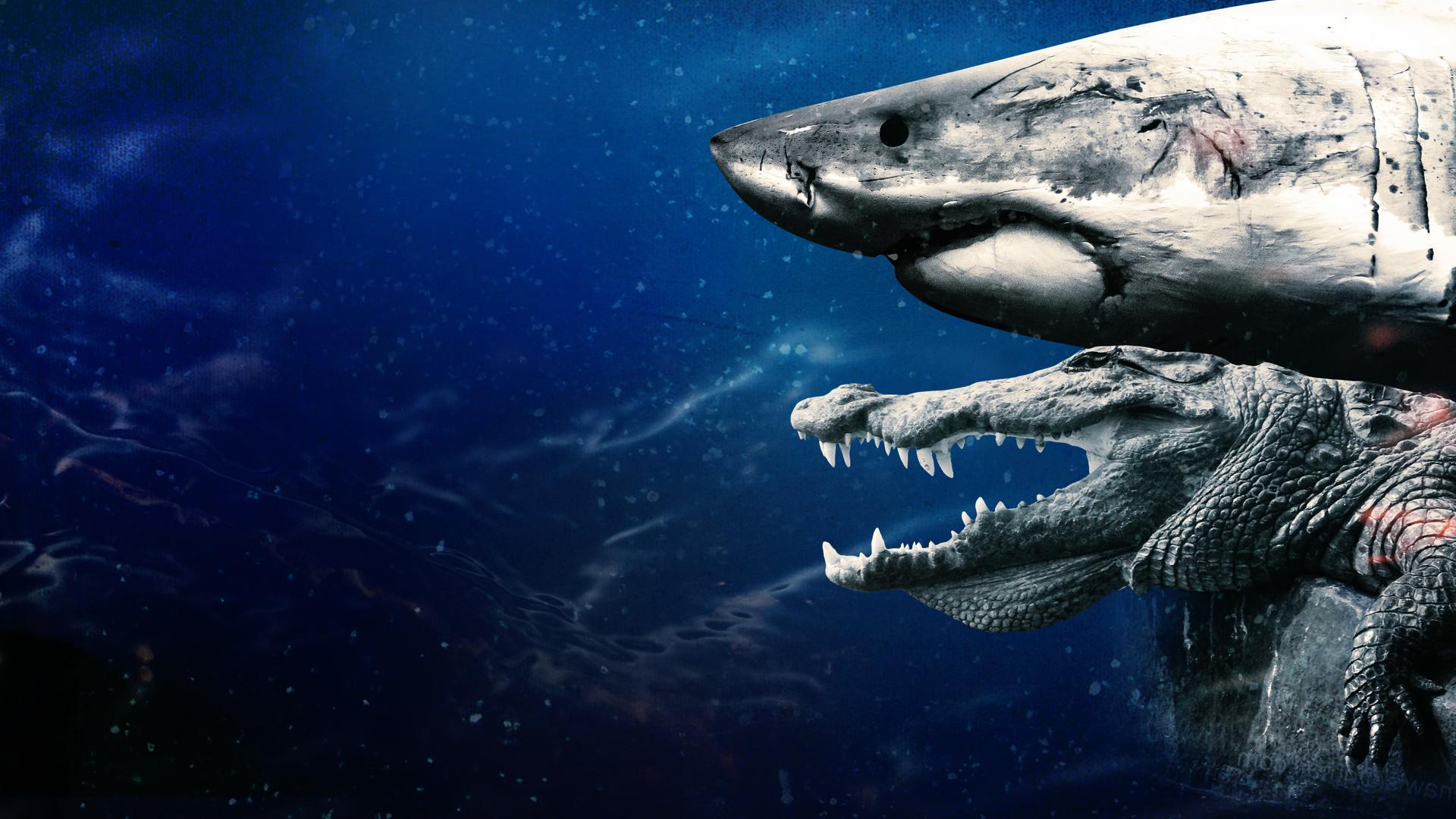 When Shark Meets Croc