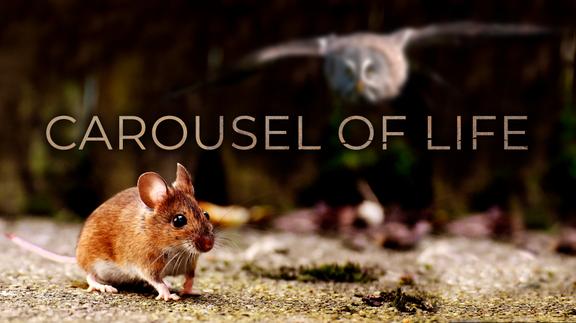 Carousel of Life
