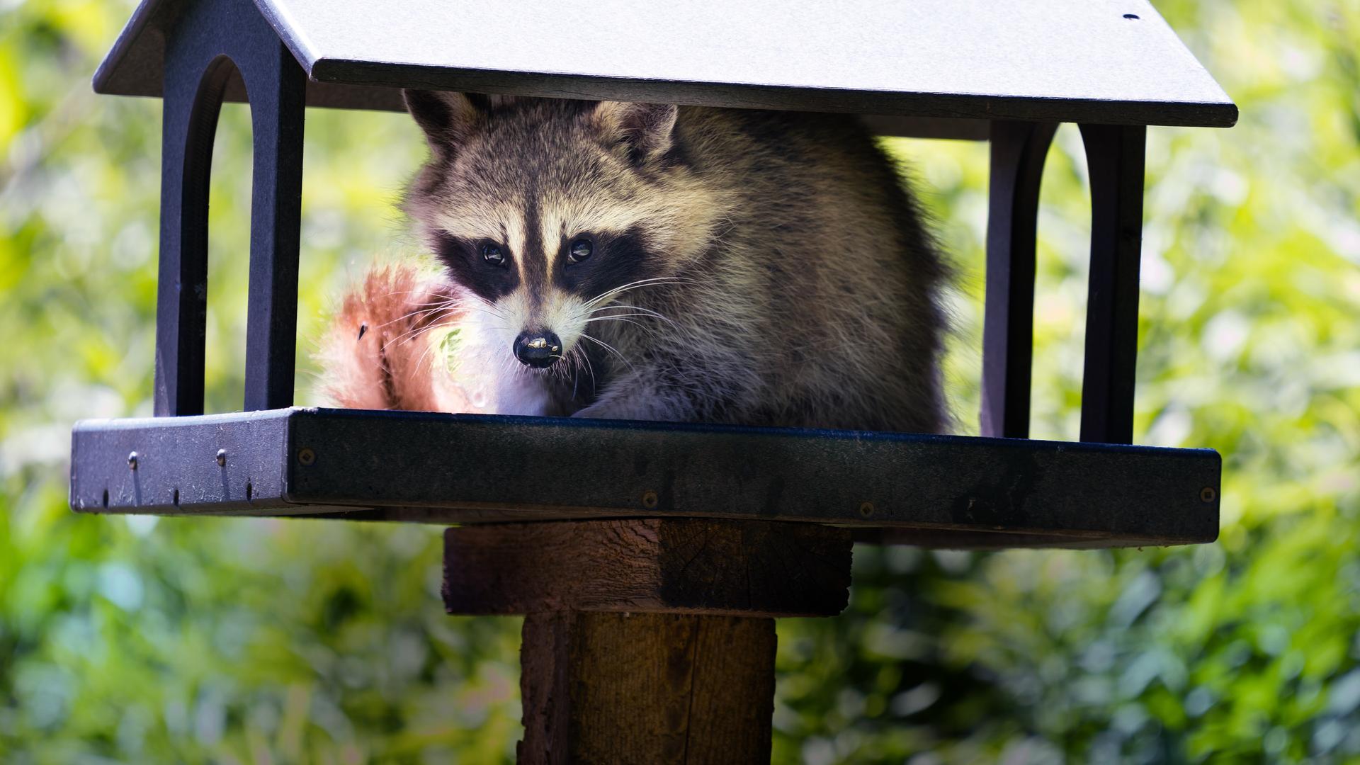 Raccoon: The German Invasion!