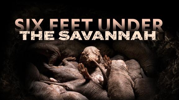 Six Feet Under the Savannah