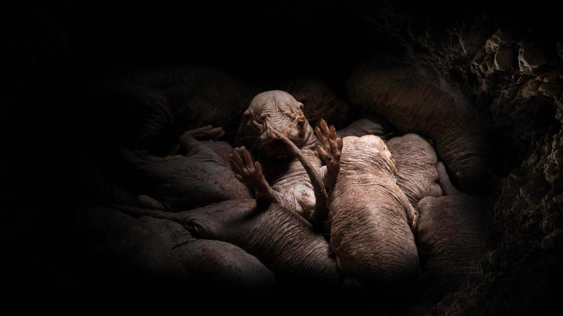 Six Feet Under the Savannah