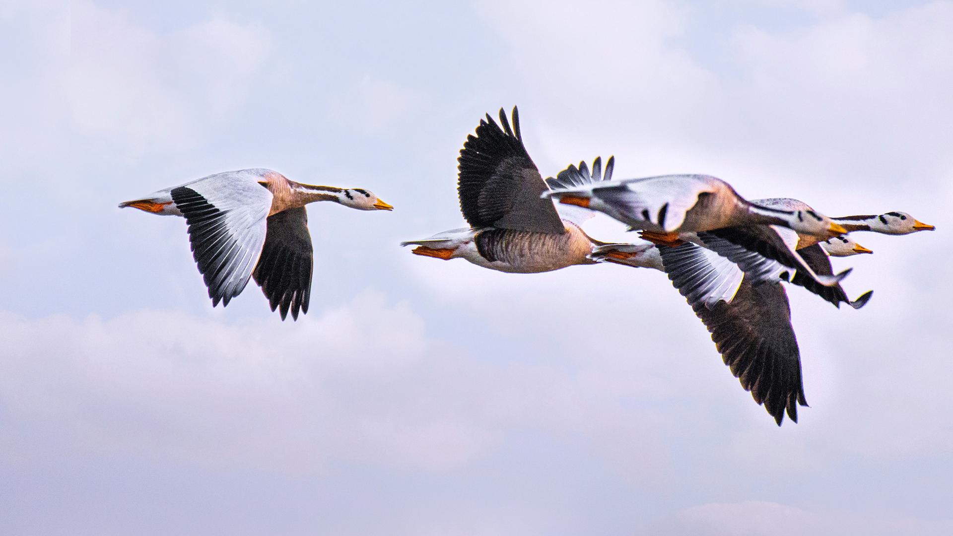 Secret Routes for Migratory Birds
