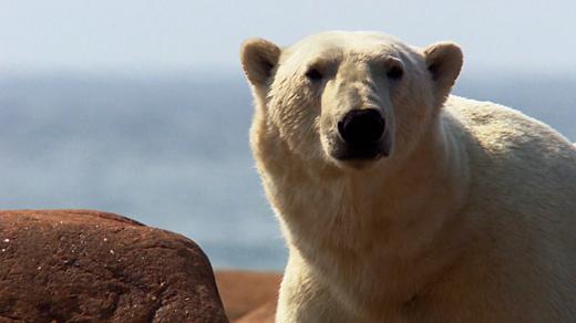 A Summer With Polar Bears at Hudson Bay