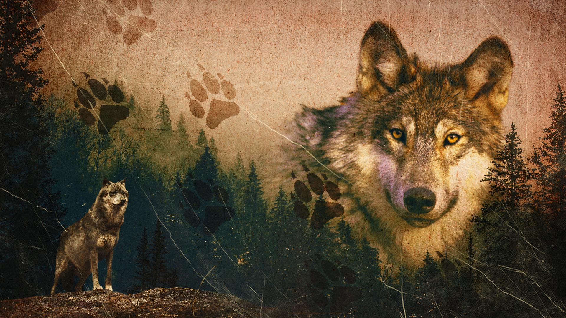 A Wolf's Journey