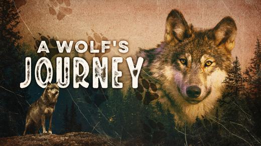 A Wolf&#39;s Journey